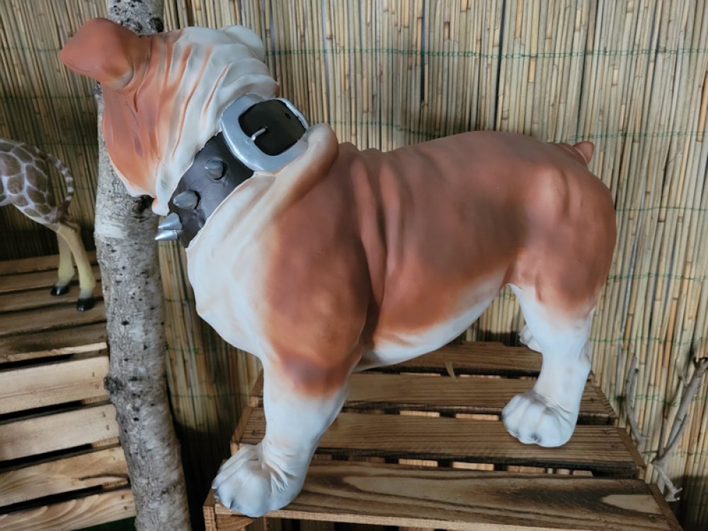 Engl. Bulldogge, stehend